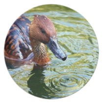 Swimming Duck plates