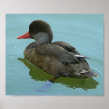 Swimming duck poster