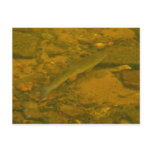 swimming fish