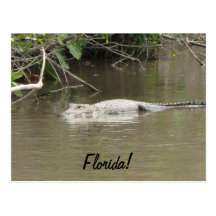 Swimming Gator Postcard