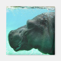 Swimming Hippo Magnet