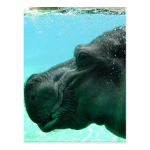 Swimming Hippo Postcard
