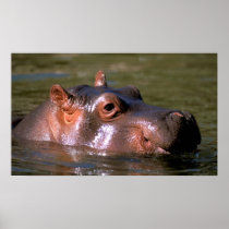 Swimming Lessons Hippopotamus Portrait Print