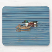 Swimming Northern Shovelers Mousepad