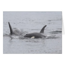 Swimming Orcas Card