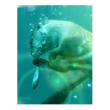 Swimming Otter Postcard