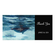 swimming penguin photo cards