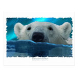 SWIMMING POLAR BEAR POST CARD