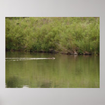 swimming racoon print