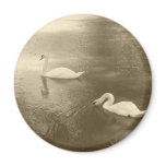 Swimming Swans Magnet