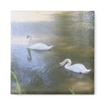 Swimming Swans Magnet
