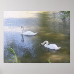 Swimming Swans Poster