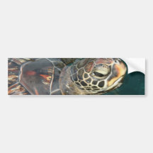 Swimming Turtle  Bumper Sticker
