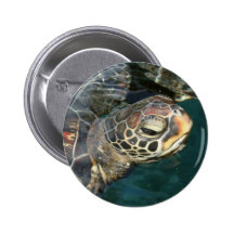 Swimming Turtle  Button
