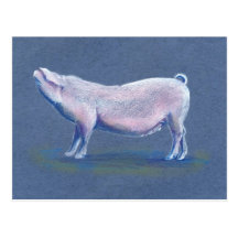 Swine pig hog hand drawn art postcard