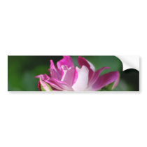 Swirling pink rose and meaning bumper sticker