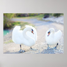 Swooning Swans Posters