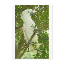 Sydney Cockatoo Post Cards