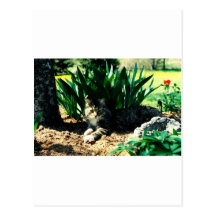 Sylvester 3 postcard