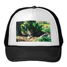 Sylvester 3 trucker hats