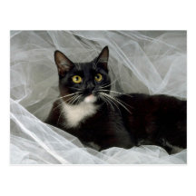 Sylvester's Boudoir Post Card