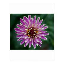 Symmetrical Flower Postcard