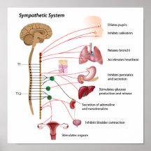 Sympathetic pathway of the ANS Poster