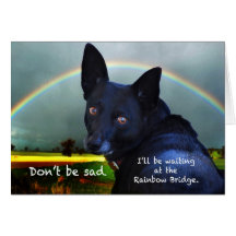 Sympathy for loss of pet cards