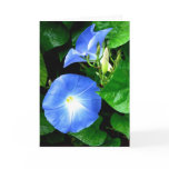 Sympathy - Heavenly Blue Morning Glory Greeting Card