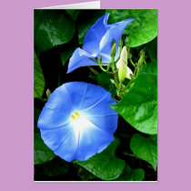 Sympathy - Heavenly Blue Morning Glory cards