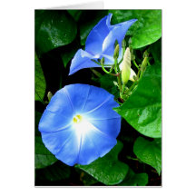 Sympathy - Heavenly Blue Morning Glory Greeting Card