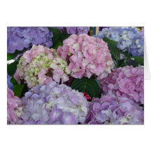 Sympathy Hydrangeas Greeting Cards
