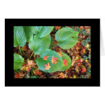 Sympathy - Maple leaves on Hosta Greeting Cards