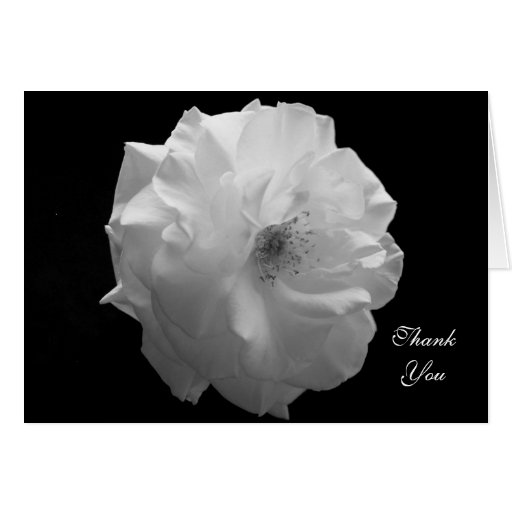Sympathy Thank You Card -- White Rose
