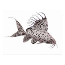 Synodontis eupterus Catfish Postcard