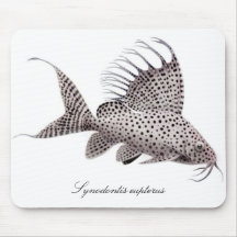 Synodontis eupterus mouse pads