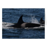 T00 / Transient Killer Whale Greeting Cards