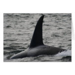 T102 / Transient Killer Whale Greeting Cards
