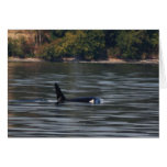 T44 / Trasient Killer Whale Greeting Cards