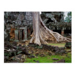 Ta Prohm Temple Ruins in Cambodia Post Cards
