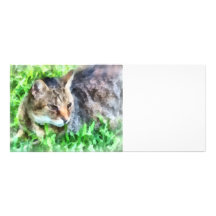 Tabby Cat Closeup Rack Cards
