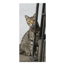 Tabby Cat Custom Rack Card