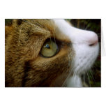 Tabby Cat - Customize Greeting Card cards