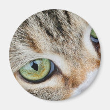 Tabby Cat Eyes Looking At You Magnets