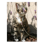 Tabby Cat in a Lavendor Bush Postcard