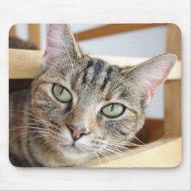 tabby cat mouse pad