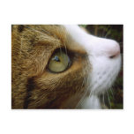 Tabby Cat Postcard