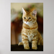 Tabby Cat Print