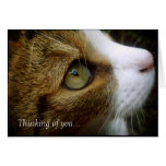 Tabby Cat - Thinking Of You Card cards
