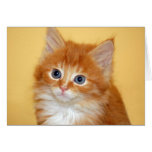Tabby Kitten Greeting Cards